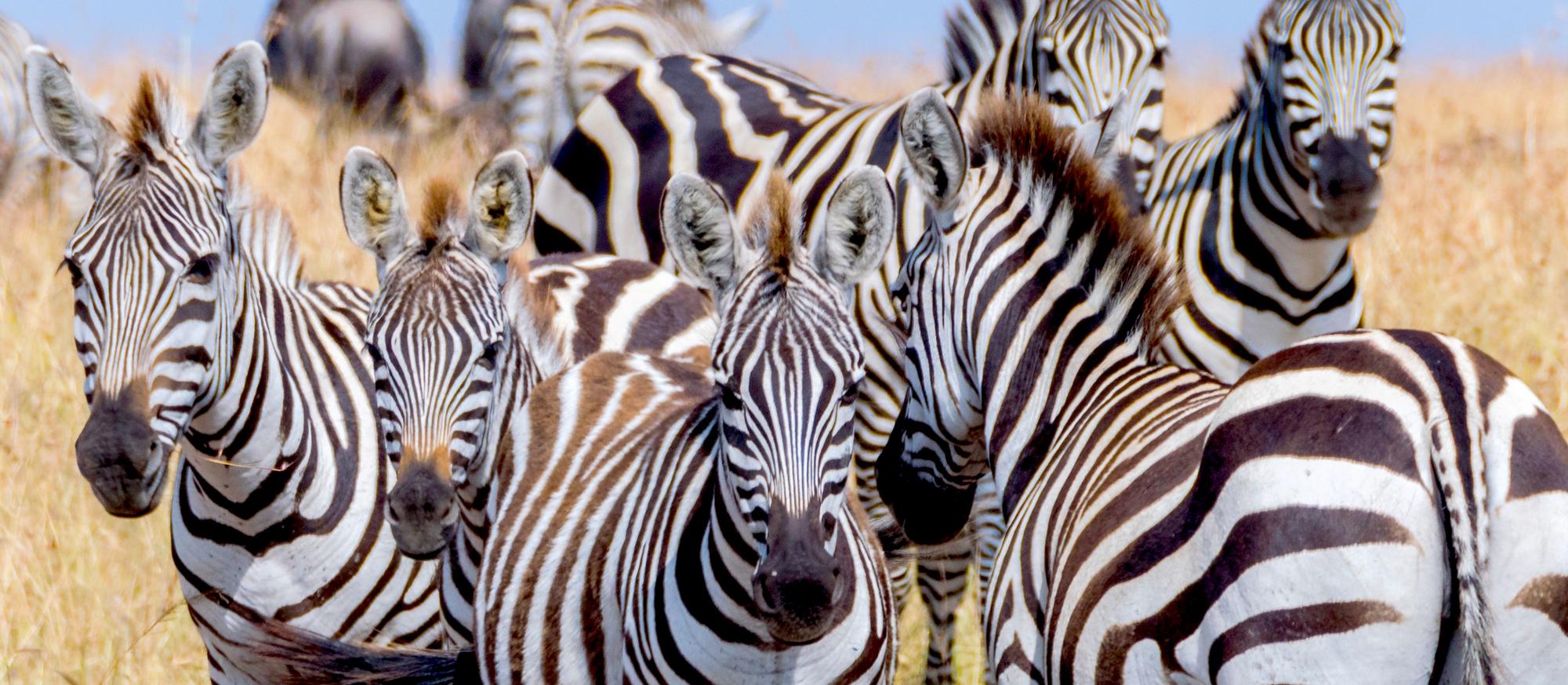 Zealous zebras